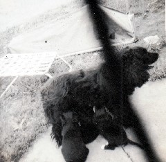 Smutt dog and puppies